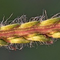 Poaceae_Denton_TX.jpg