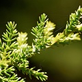 Cipres_de_las_Guaitecas_Pilgerodendron_uviferum_Osorno_Chile.jpg