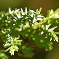 Cipres_de_las_Guaitecas_Pilgerodendron_uviferum_Osorno_Chile_3.jpg