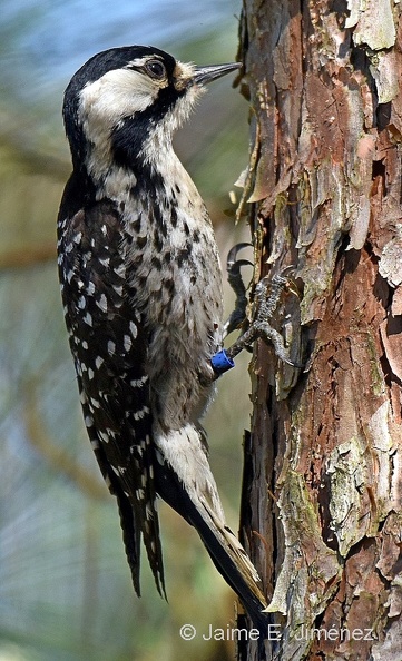 Red-cockaded_Woodpecker_note_band_Picoides_borealis_Jones_State_Forest_TX_2.jpg