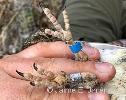 White-bellied Seedsnipe bands