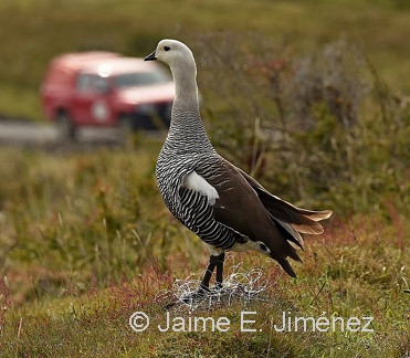 Noose Carpet Upland Goose male