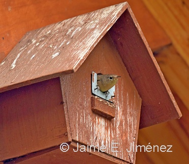 House Wren nest