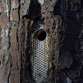 Red-cockaded Woodpecker nest