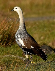 Geologger Upland Goose male