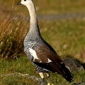 Geologger Upland Goose male