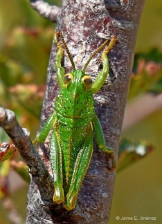 Green Grasshopper San Pedro Chile