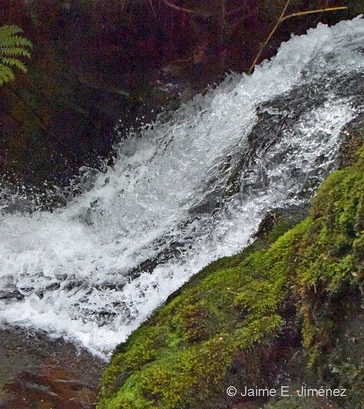 Stream_PN_Puyehue_Chile_8.jpg