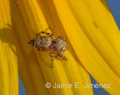 Jumping Spider