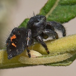 Phidippus