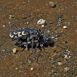 Carabidae (Ground Beetles)