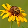 Flower Cerambycid