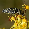 Locust Borer