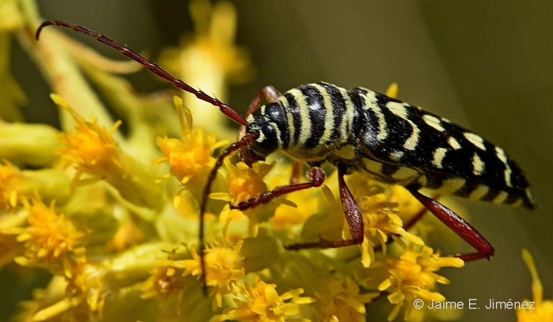 Locust_Borer_Megacyllene_sp._LLELA_TX_3.jpg