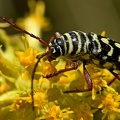 Locust Borer