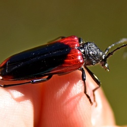 Coleoptera (Beetles)