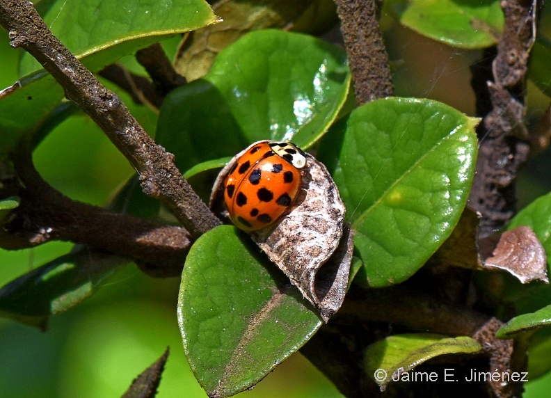 Harlequin_Lady_Beetle_Harmonia_axyridis_Juan_Fernandez_Chile.jpg