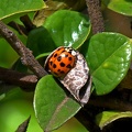 Harlequin Lady Beetle