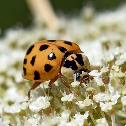 Coccinellidae (Lady Beetles)