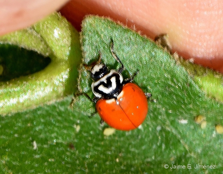 Sinuate_Lady_Beetle_Hippodamia_sinuata_Clear_Creek_TX.jpg