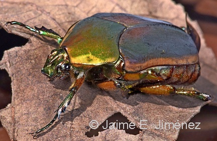 Emerald Beetle