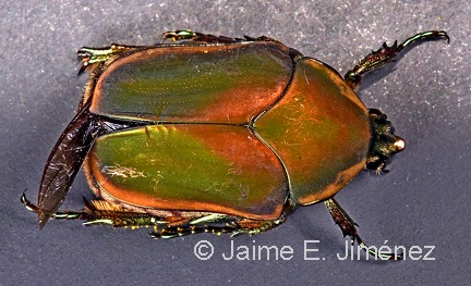 Emerald Beetle