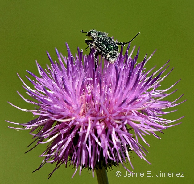 Flower_Chafer_Gnorimus_sp._LLELA_TX.jpg