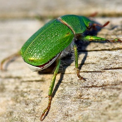 Scarabaeidae (Scarab Beetles)