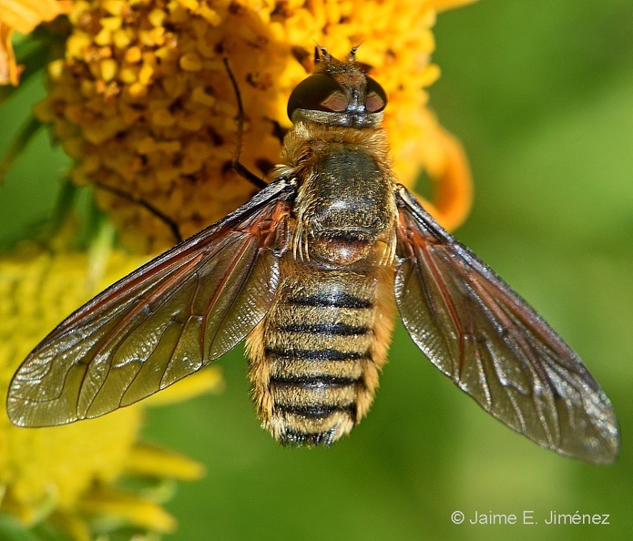 Bee_Fly_Poecilanthrax_sp._Clear_Creek_TX_2.jpg