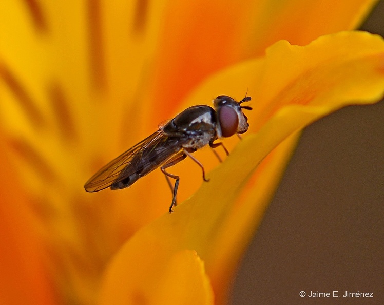 Syrphidae_Osorno_Chile.jpg
