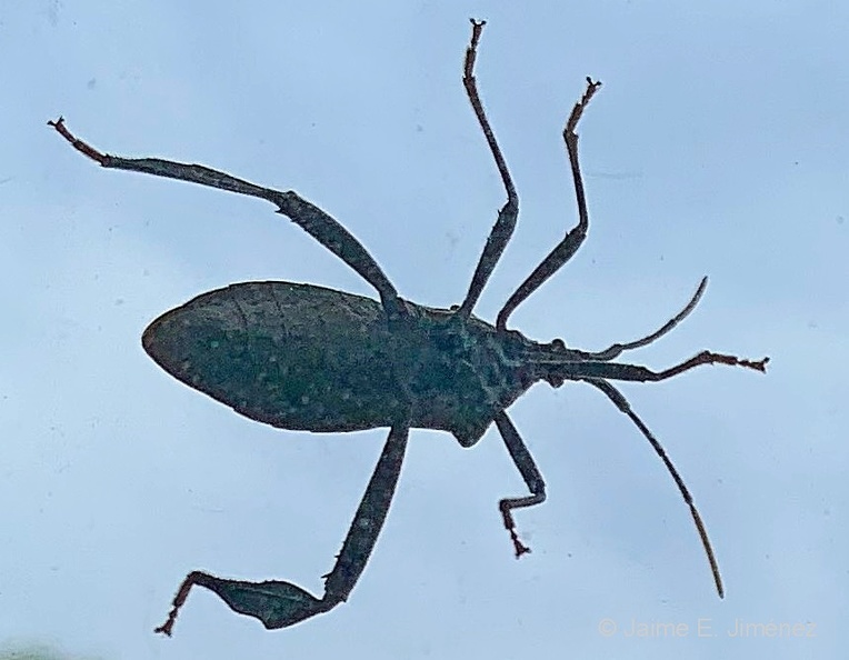 Leaf-footed_Bug_Hemiptera_Home_Denton_TX.jpg