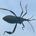 Leaf-footed Bug