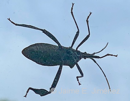 Leaf-footed Bug