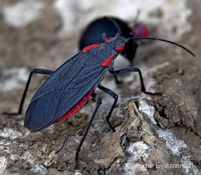 Red-Shouldered_Bug_Jadera_haematoloma_Clear_Creek_TX.jpg