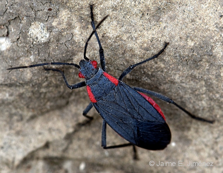 Red-Shouldered_Bug_Jadera_haematoloma_Clear_Creek_TX_2.jpg