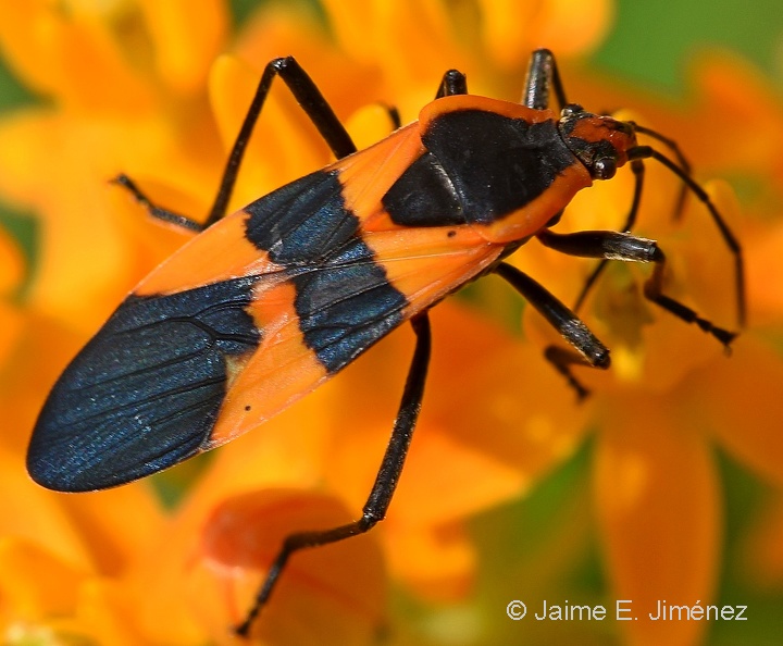 Large_Milkweed_Bug_Oncopeltus_fasciatus_BRIT_TX.jpg
