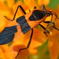 Large Milkweed Bug