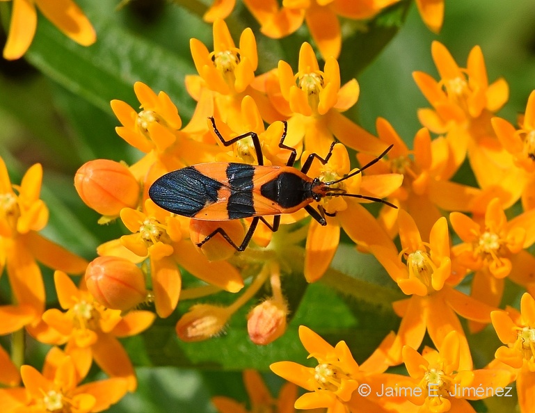 Large_Milkweed_Bug_Oncopeltus_fasciatus_BRIT_TX_2.jpg