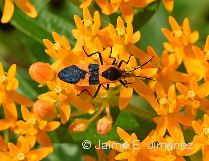 Large Milkweed Bug
