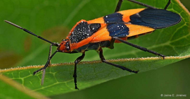 Large_Milkweed_Bug_Oncopeltus_fasciatus_Clear_Creek_TX_2.jpg