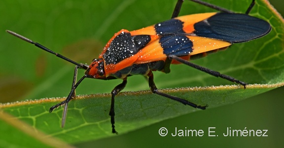 Large Milkweed Bug Oncopeltus fasciatus Clear Creek TX 2