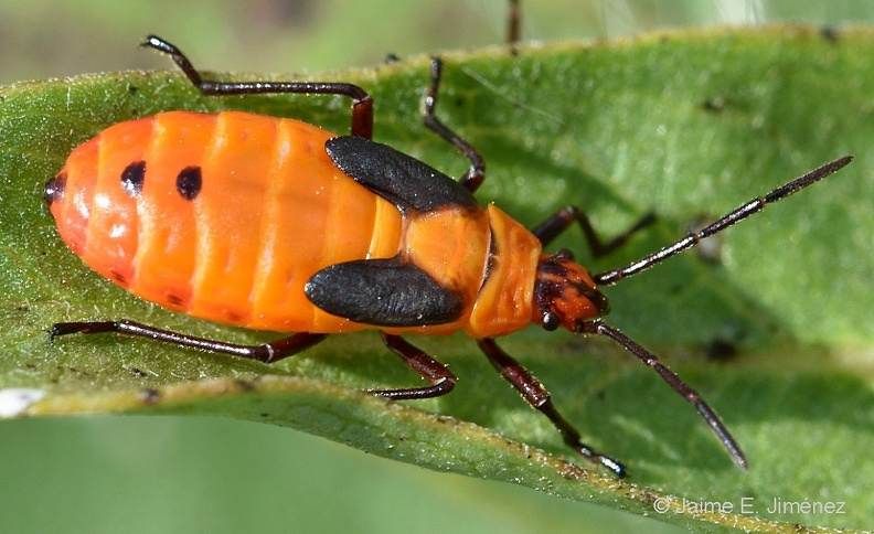 Large_Milkweed_Bug_nymph_Oncopeltus_fasciatus_Clear_Creek_TX_Oncopeltus_sp..jpg