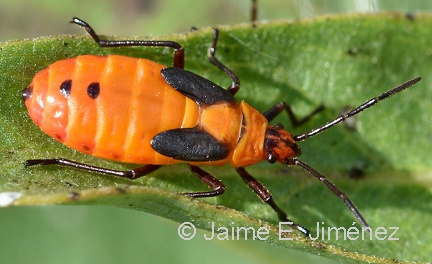Large Milkweed Bug nymph Oncopeltus fasciatus Clear Creek TX Oncopeltus sp.