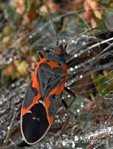 Small_Milkweed_Bug_Lygaeus_kalmii_Clear_Creek_TX_Lygaeus_kalmii.jpg