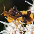 Jagged Ambush Bug