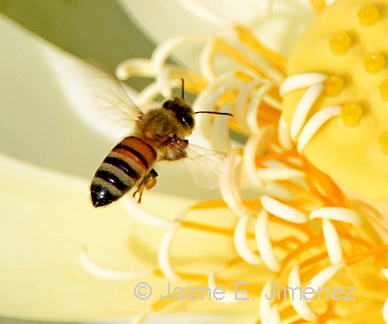 Honey Bee