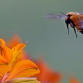 Orange Bumblebee