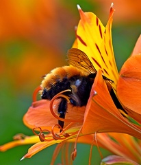 Orange Bumblebee