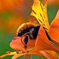 Orange Bumblebee