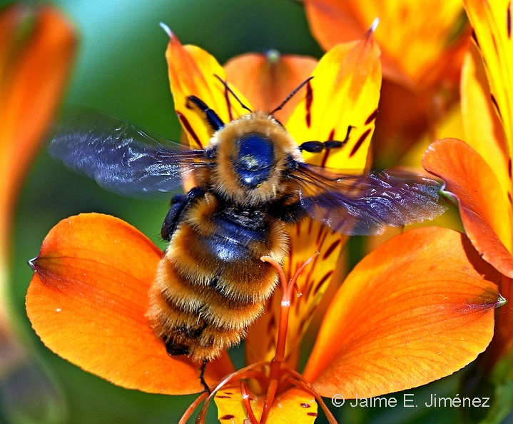 Orange_Bumblebee_Bombus_dahlbomii_Osorno_Chile_3.jpg